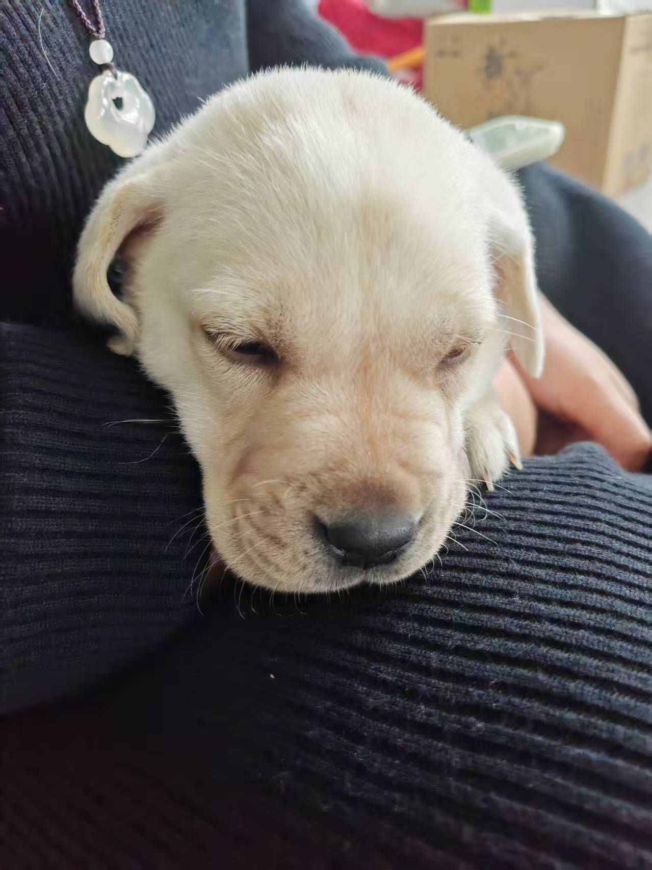拉布拉多幼犬转让，家里不让养了，公，三个月以下，已经接种狂犬疫苗，健康活